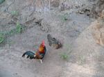 Rooster and Hen - Common Sight
